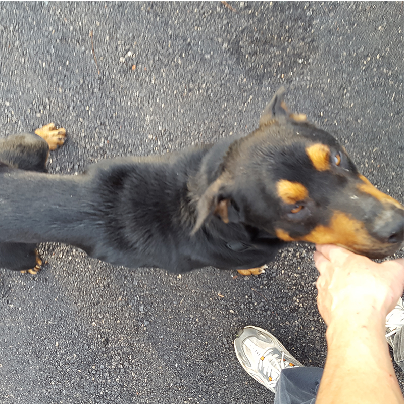 Duke, found crawling on the sidewalk (51.2 lbs)